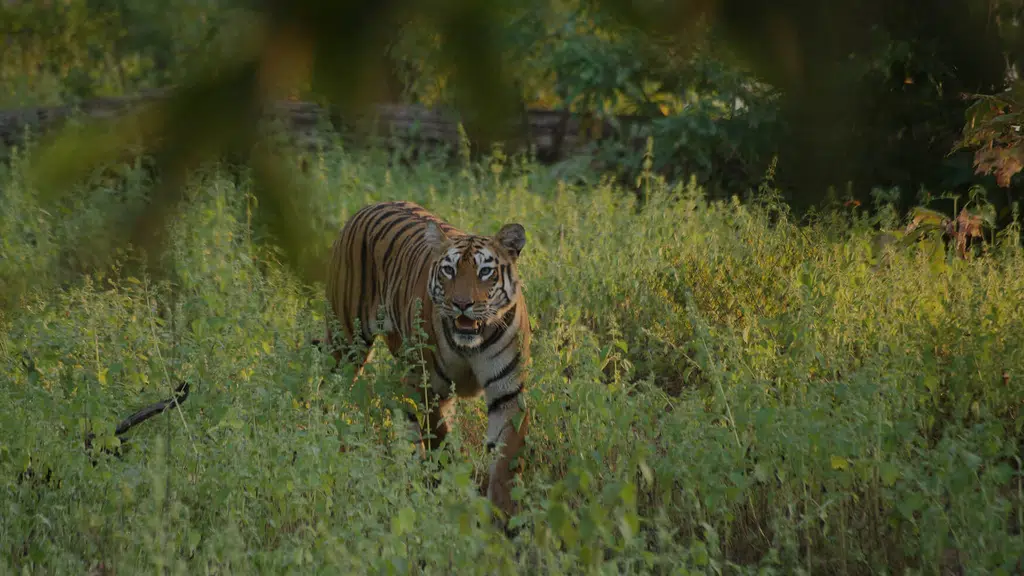 Svasara Jungle Lodge