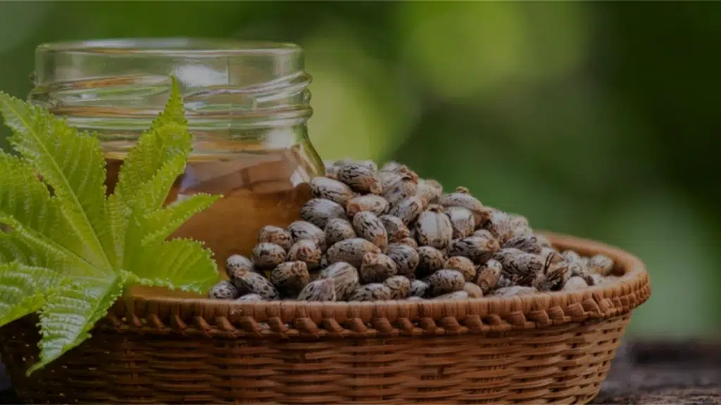 Sai Krupa Agro Industries