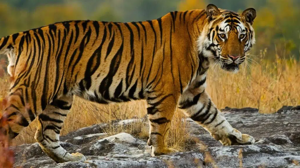 Dudhwa National Park