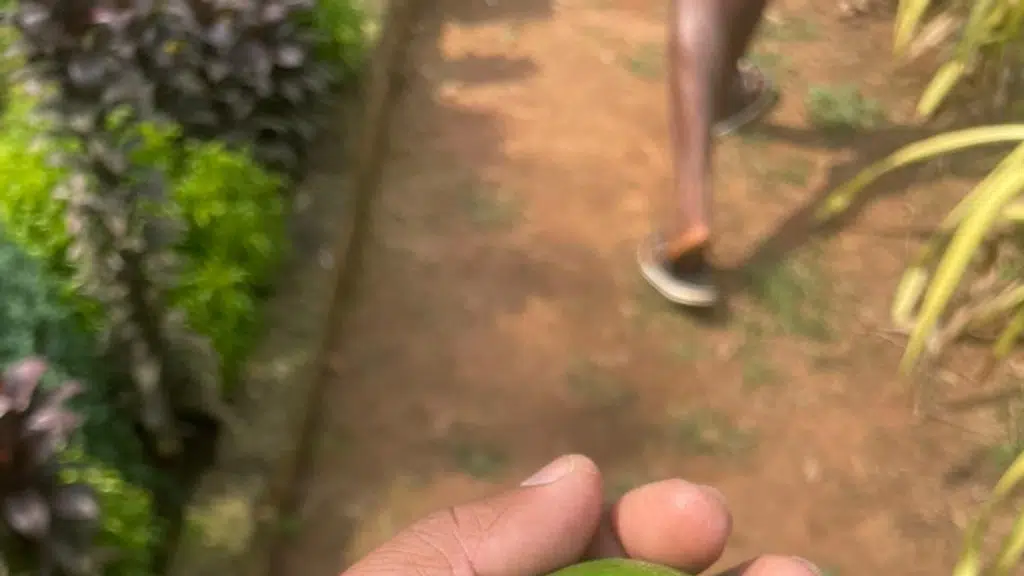 Latha Nursery - Taiwan Pink Guava