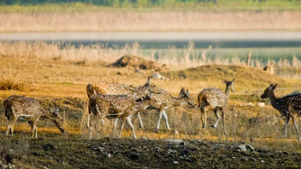 Pench National Park