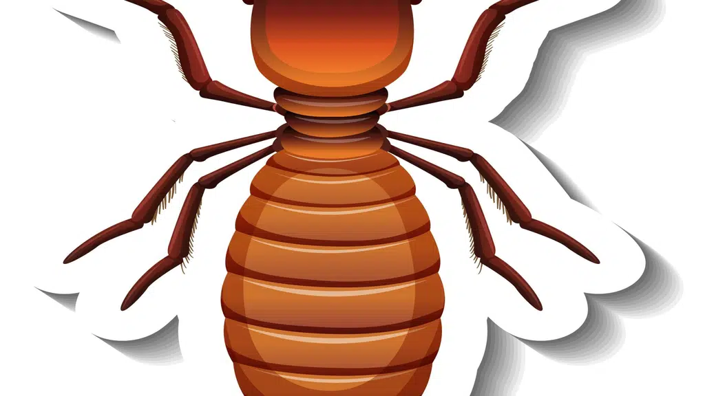 Vizag City Pest Control Services