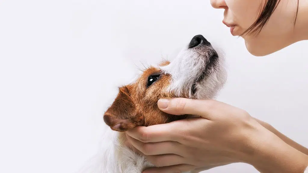 Pet Vet World