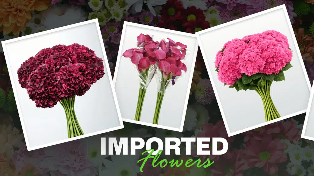 Megha Flowers