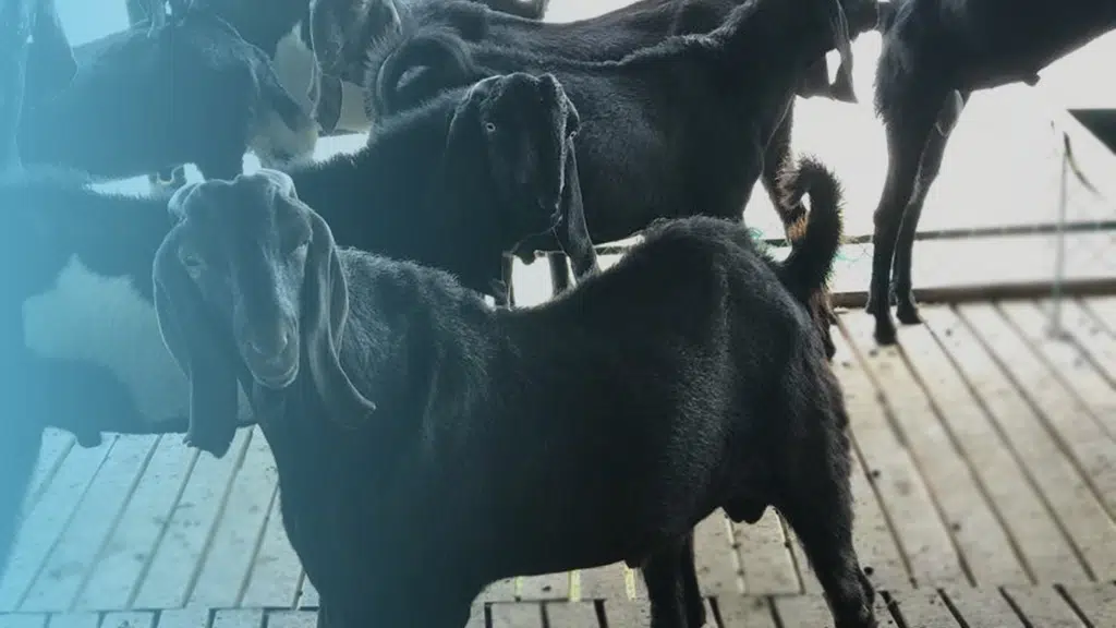 Samrudhi Goat & Sheep Farms
