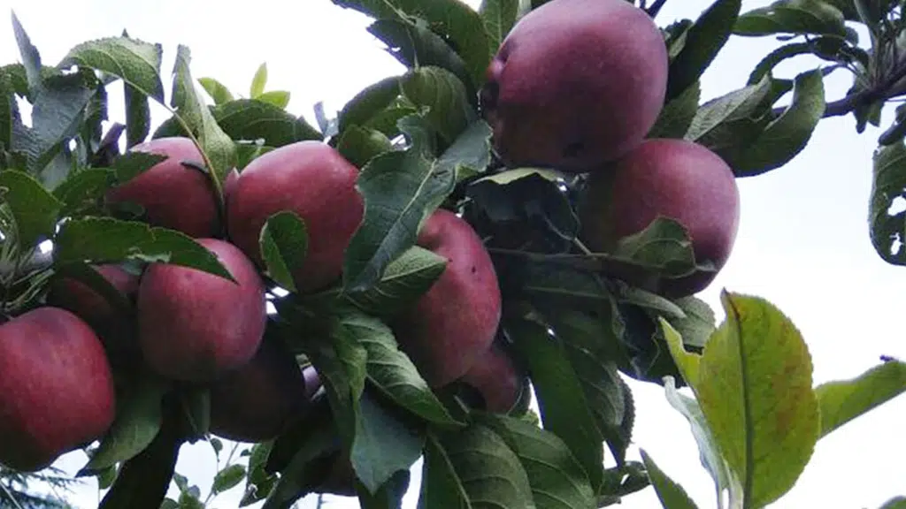 Cider Lodge