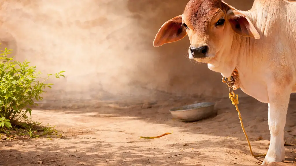 વજા ભગત બાપાની જગ્યા શ્રી રામરોટી અનક્ષેત્ર આશ્રમ કોઠારીયાધામ