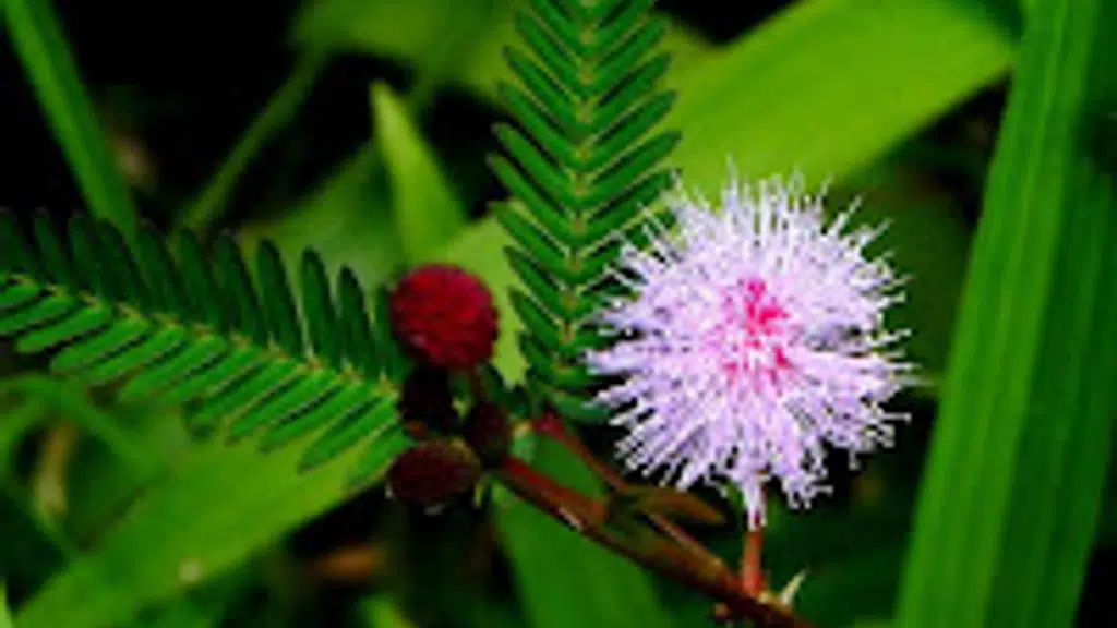 Vriksha Nursery
