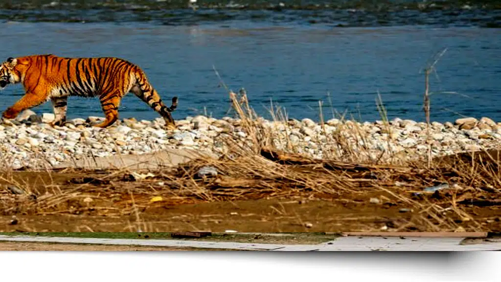 Jim Corbett National Park - Ramnagar