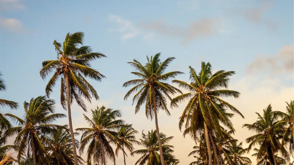 Palm Forest Palolem