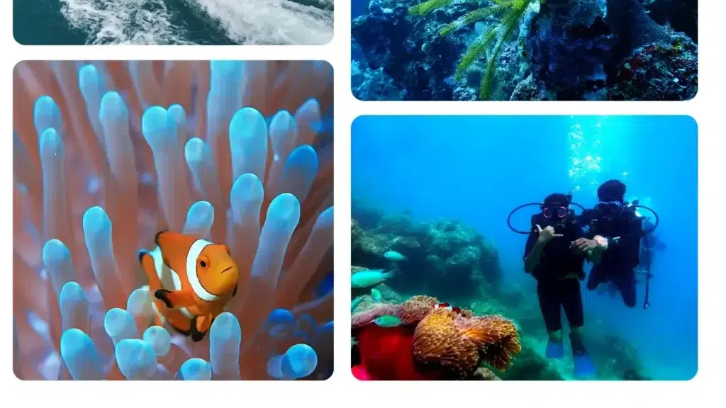 Frogman Adventures