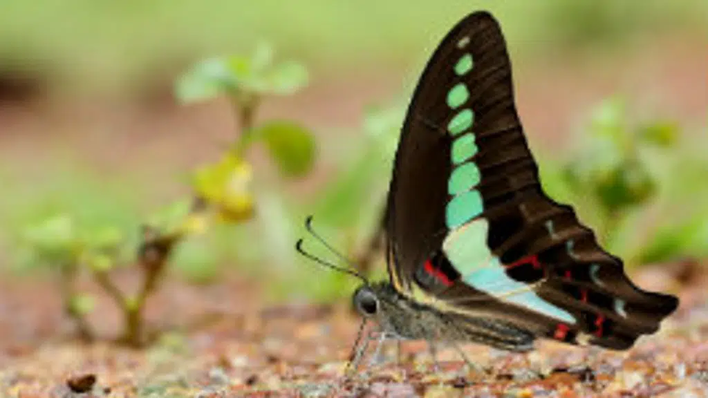 Sammilan Shetty's Butterfly Park