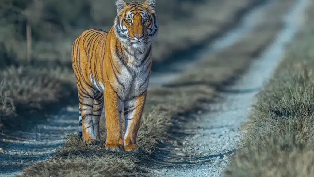 The Jungle Safari
