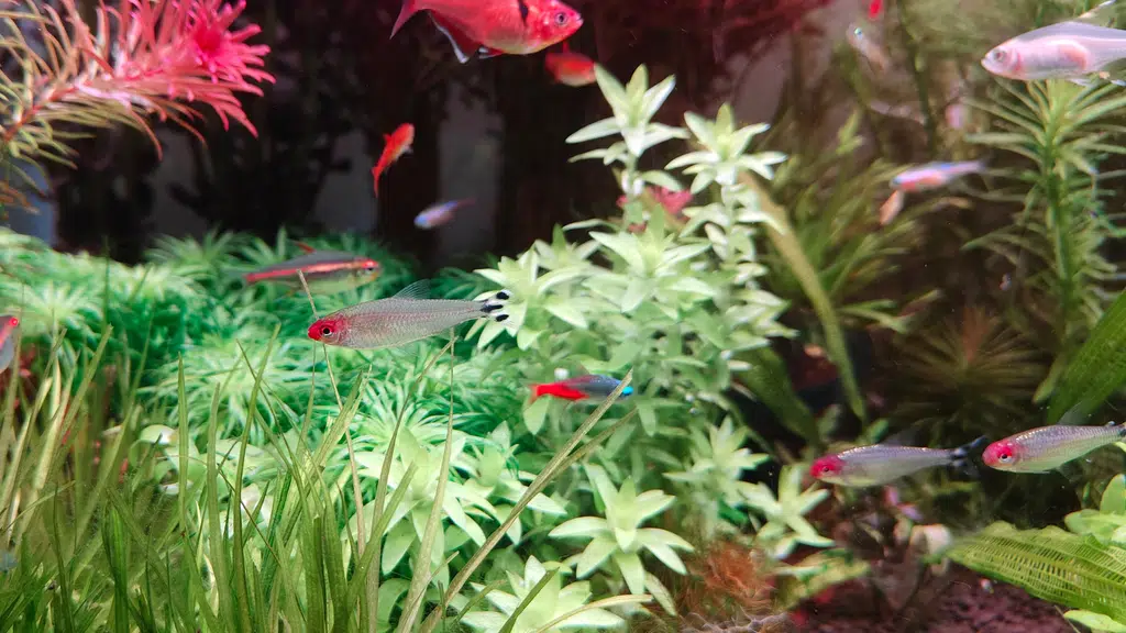 Chennai Aqua Studio - The Nature Aquarium