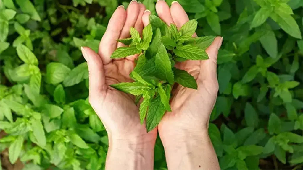Sgm Ayurveda Clinic - Oushadhi Agency