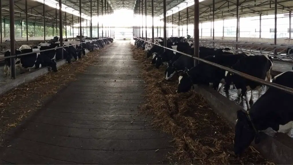 Unnati Manz Biotec Dairy Farm