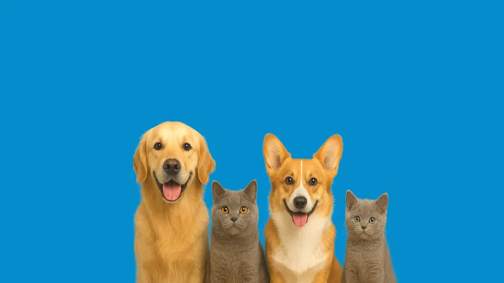 CP Vet - Centre Point Pet Hospital