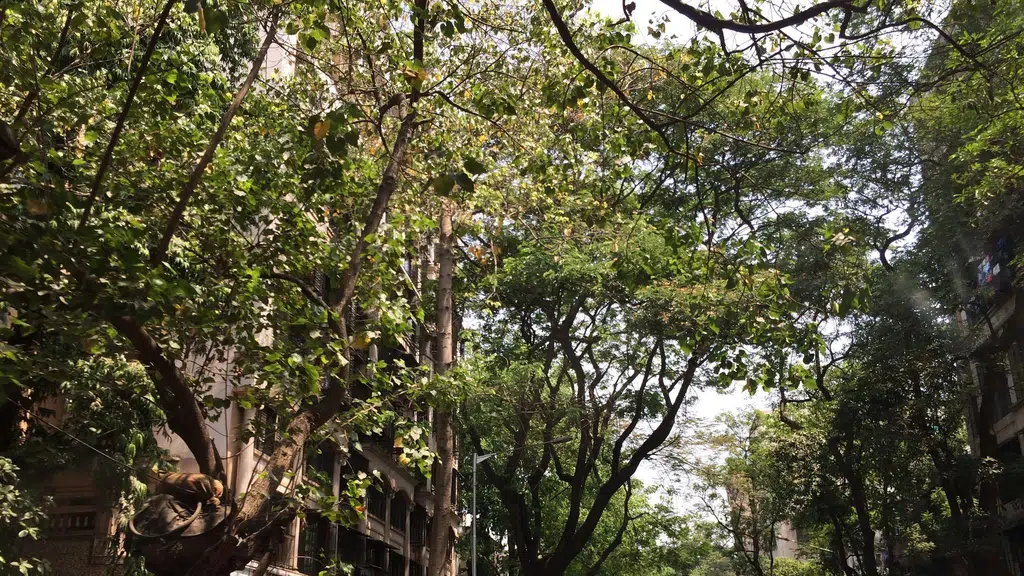 Ghatkopar Municipal Swimming Pool