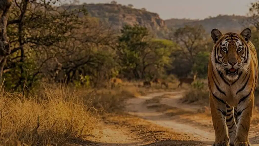Ranthambore National Park