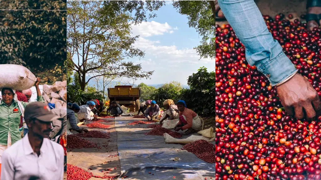 Sanghameshwar Coffee Estates and Industries