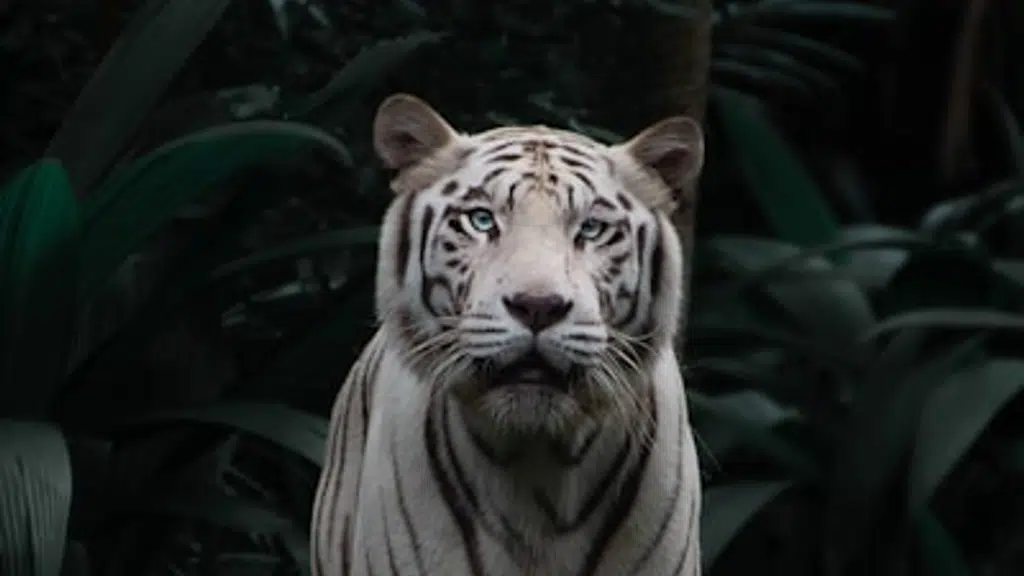 Sanjay Dubri Tiger Reserve, MP