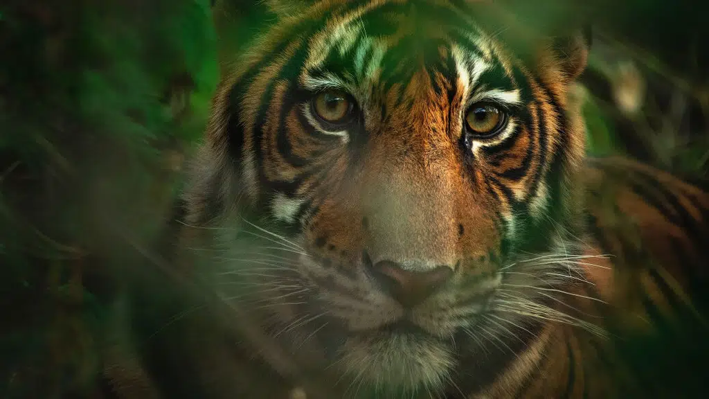 Bandhavgarh National Park