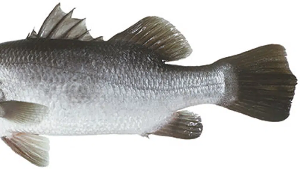 Kolleru live fish