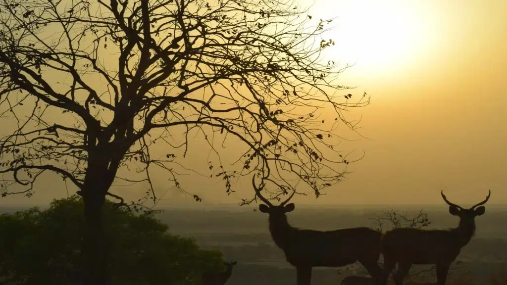 Van vihar national park gate no.2