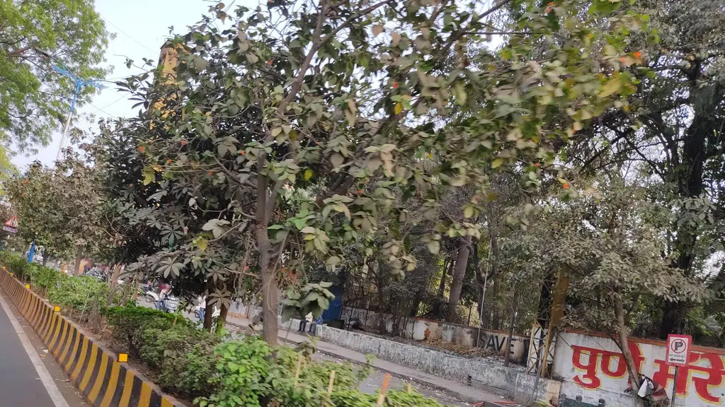 Layansh Hospital