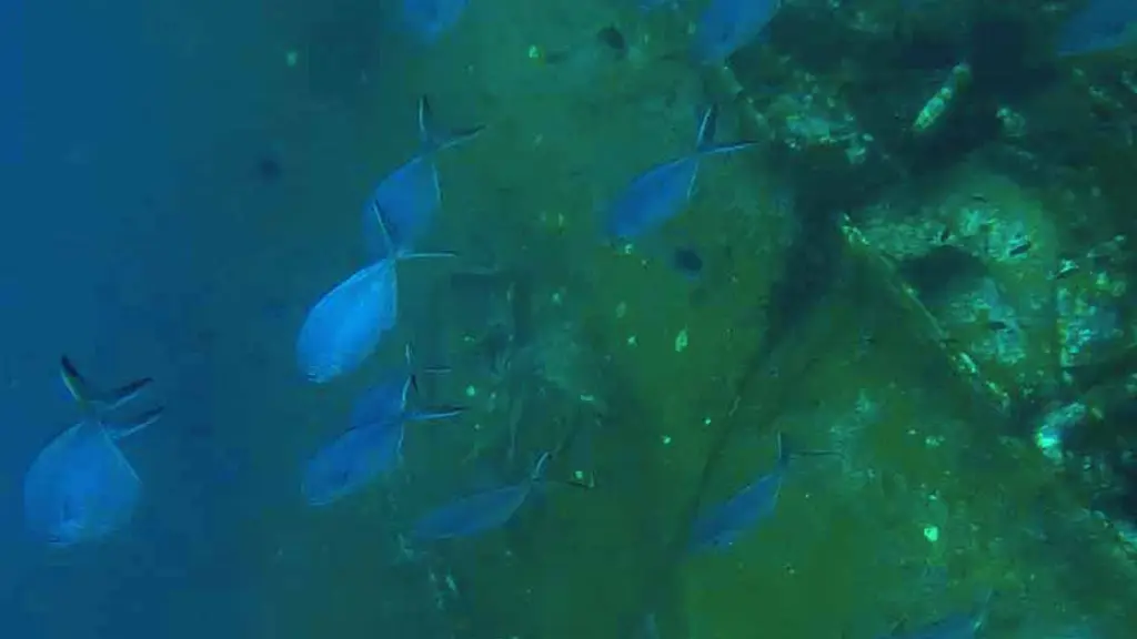 Dive Kerala
