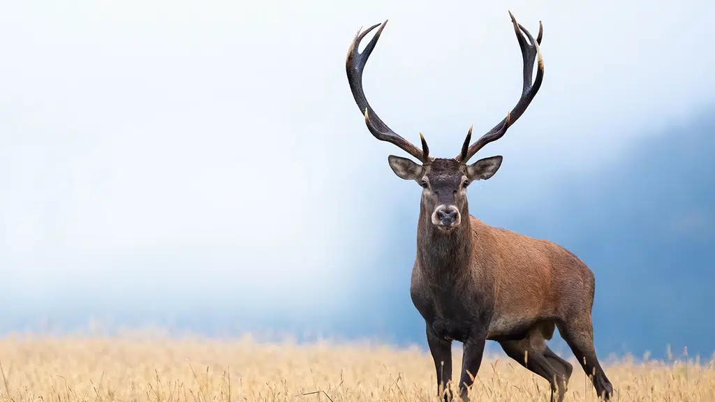 Sanjaydubritigersafari