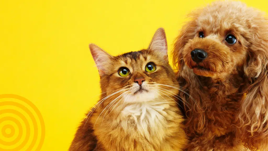 The Canine Company