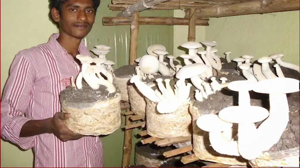 Sri Lakshmi mushrooms
