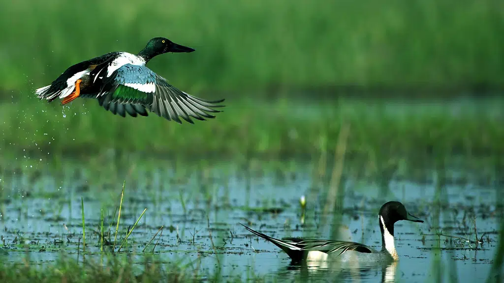 Chilka Lake, Puri, Odisha