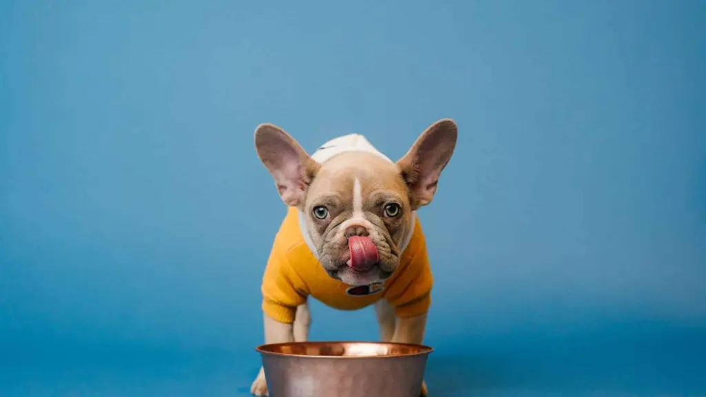 Doggiliciouus
