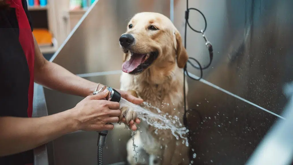 Pappy paws boarding and grooming