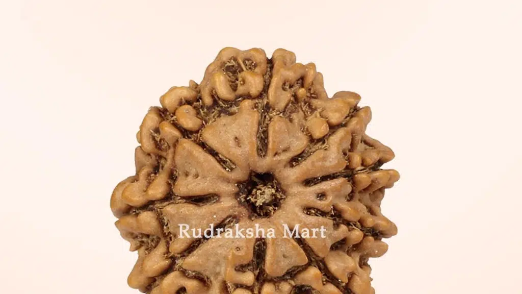 Rudraksha Mart & Co.