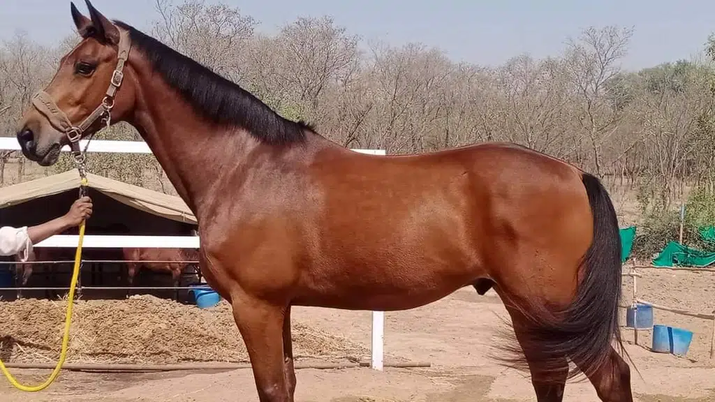 SAGAR Equestrian Academy