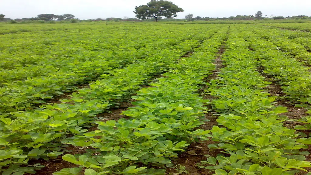 Bankim Prosad Ghosh Seeds Pvt Ltd.