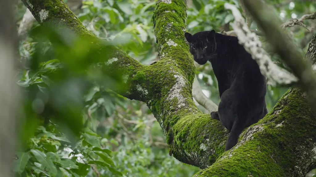 Machaan Wilderness Lodge, Nagarhole