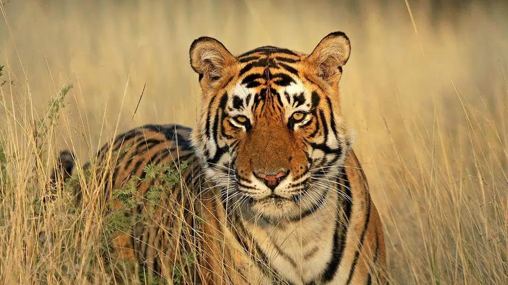 Ranthambore Tiger Safari