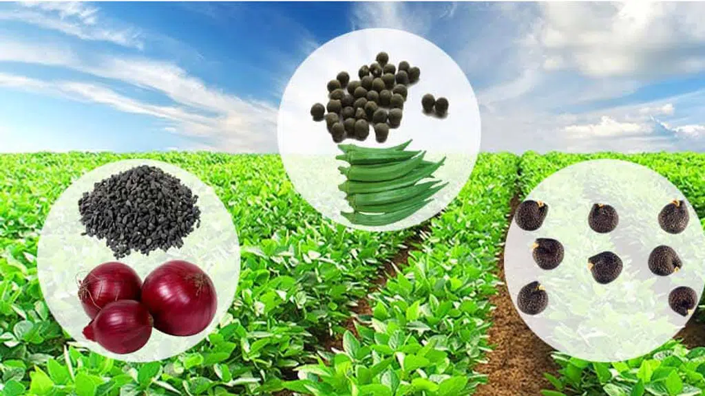 Kohiri SeedS
