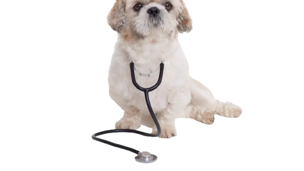 Vets For Pets Dog clinic