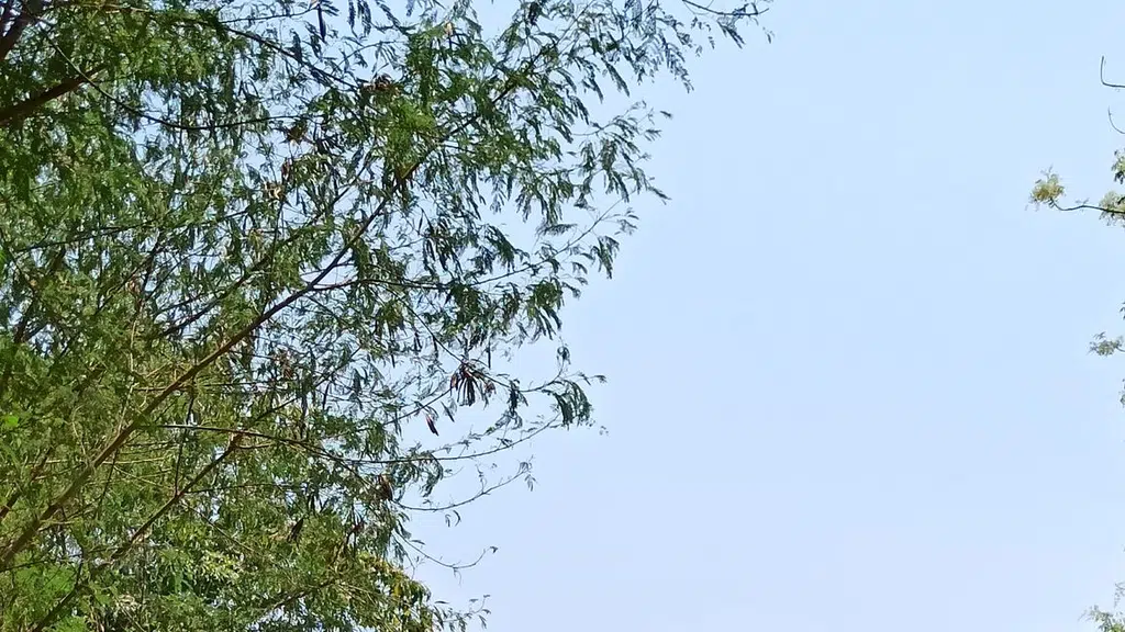 Indo Asia