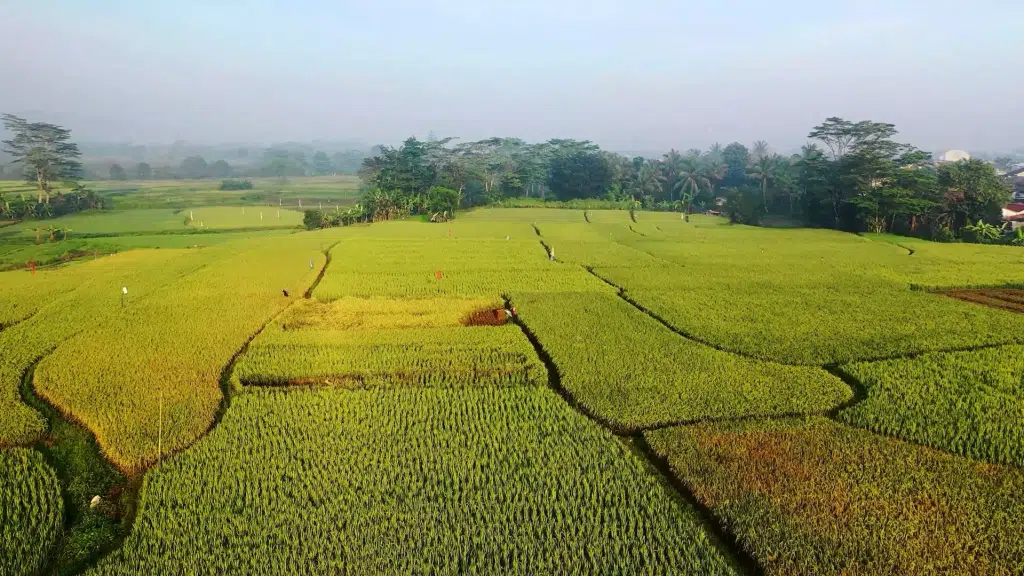 Click N Grow Agroventures
