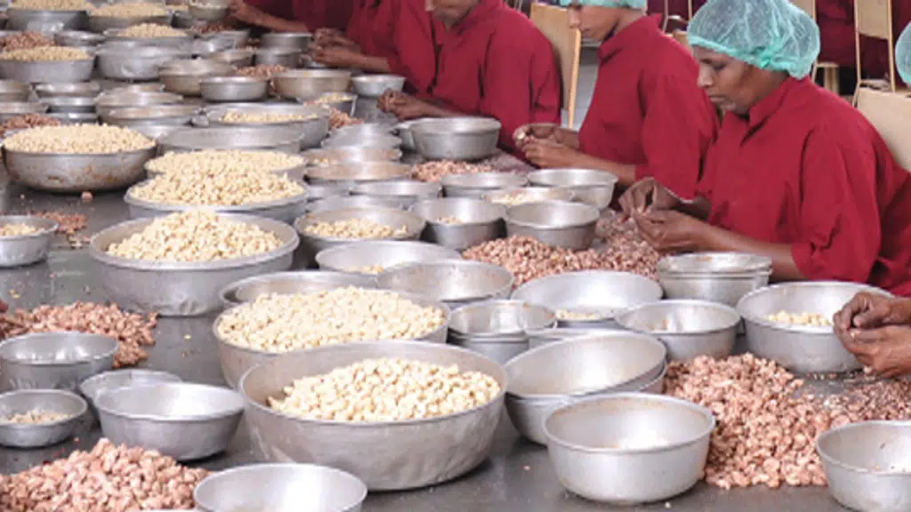 Mahavishnu Cashew Factory