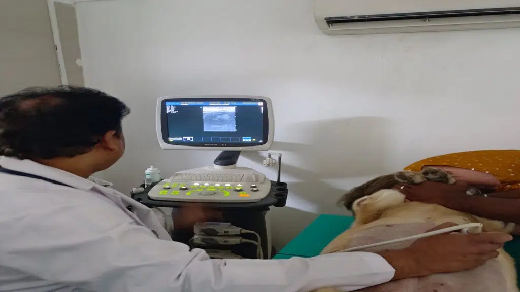 SKS Veterinary Hospital