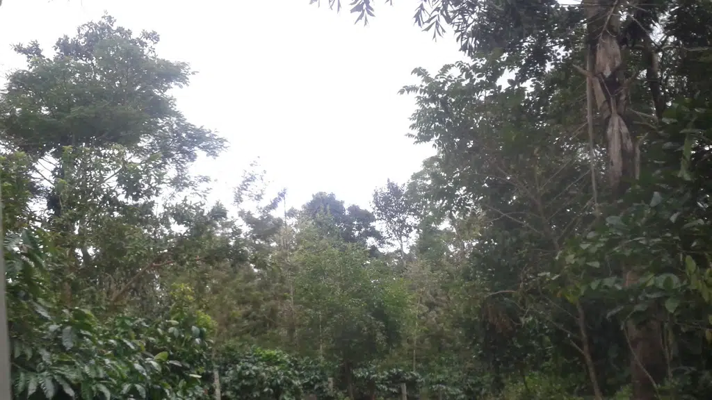 Sunrise Nature Valley Resort