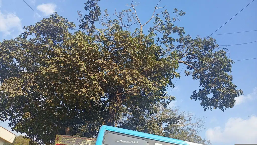 Shivaji Military Hotel