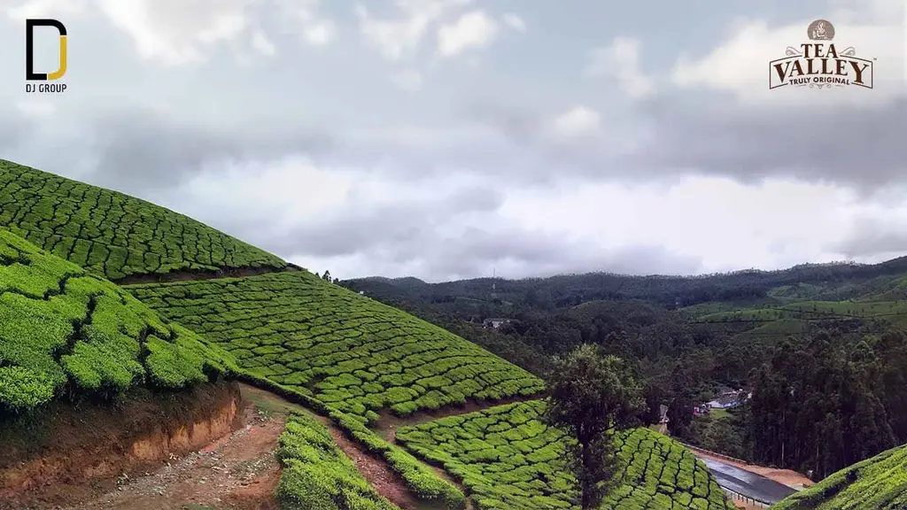 Tea Valley